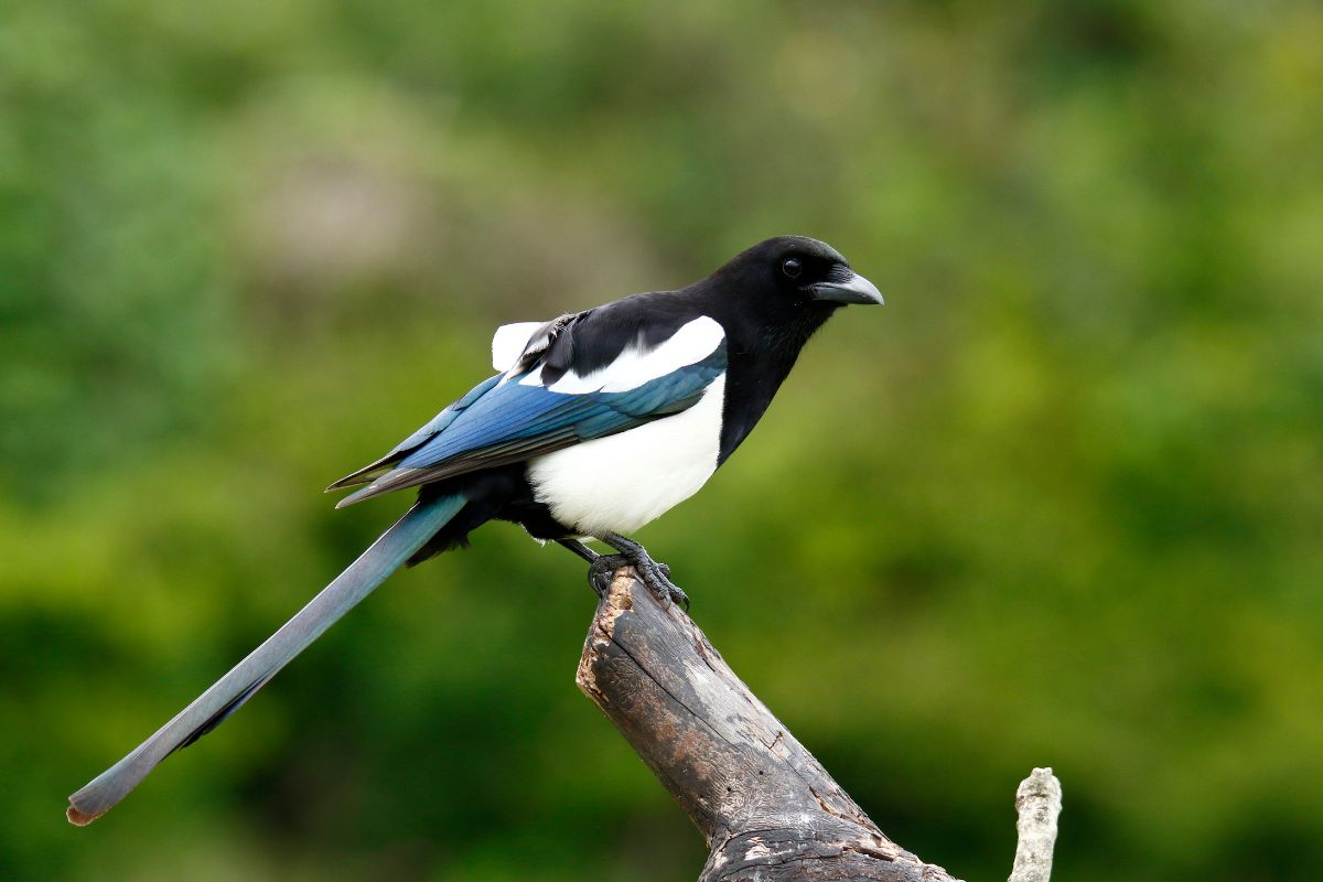 Magpie perched on a branch in a field.
