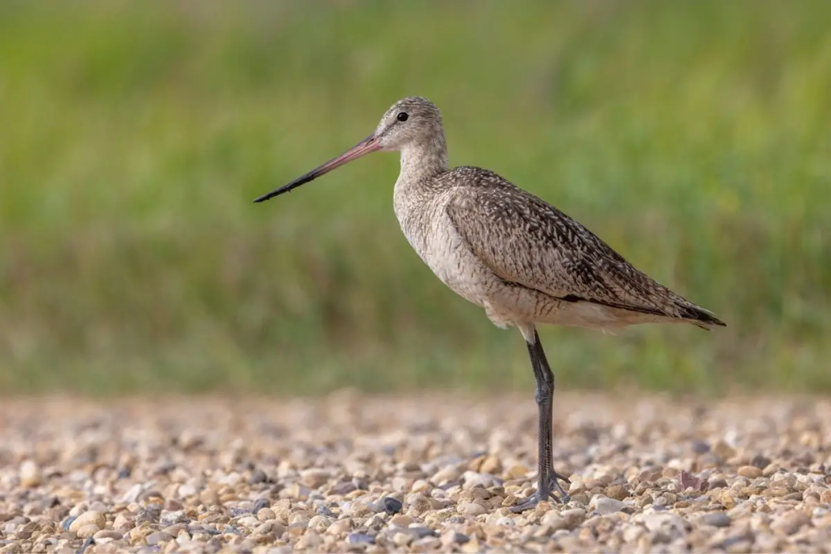 A beautiful female marbled godwit stands on a gravel road in a rural area. 