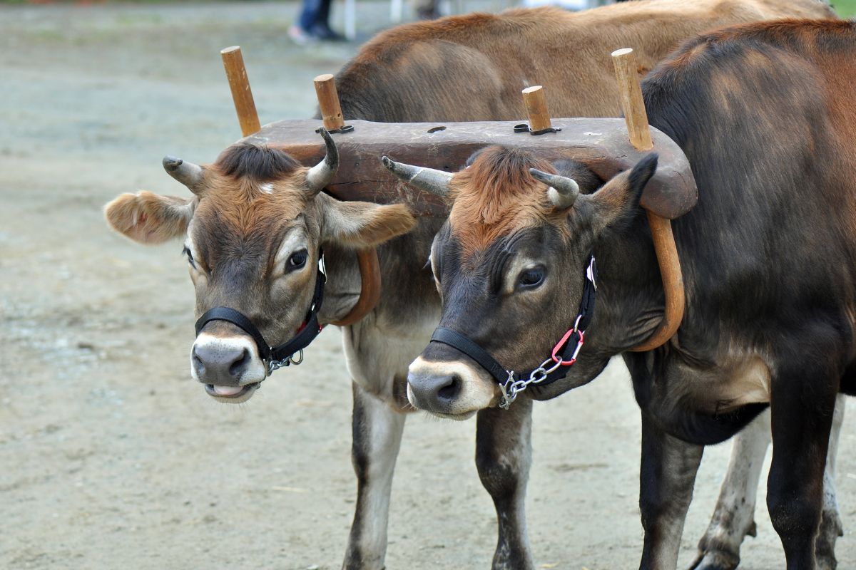 Domestic Cow pulling an ox cart.