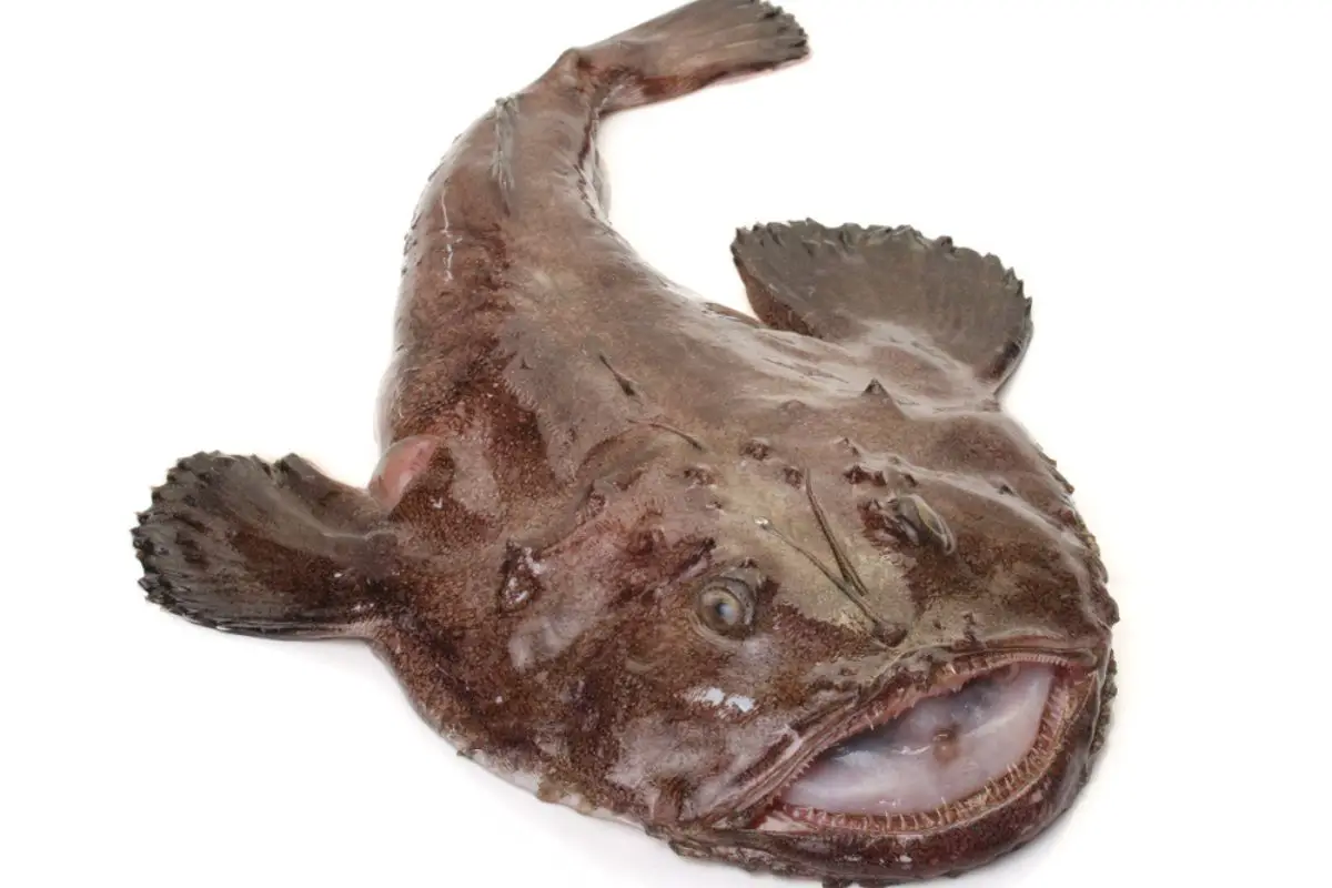 Big Monkfish (Lophius piscatorius) on a white background.