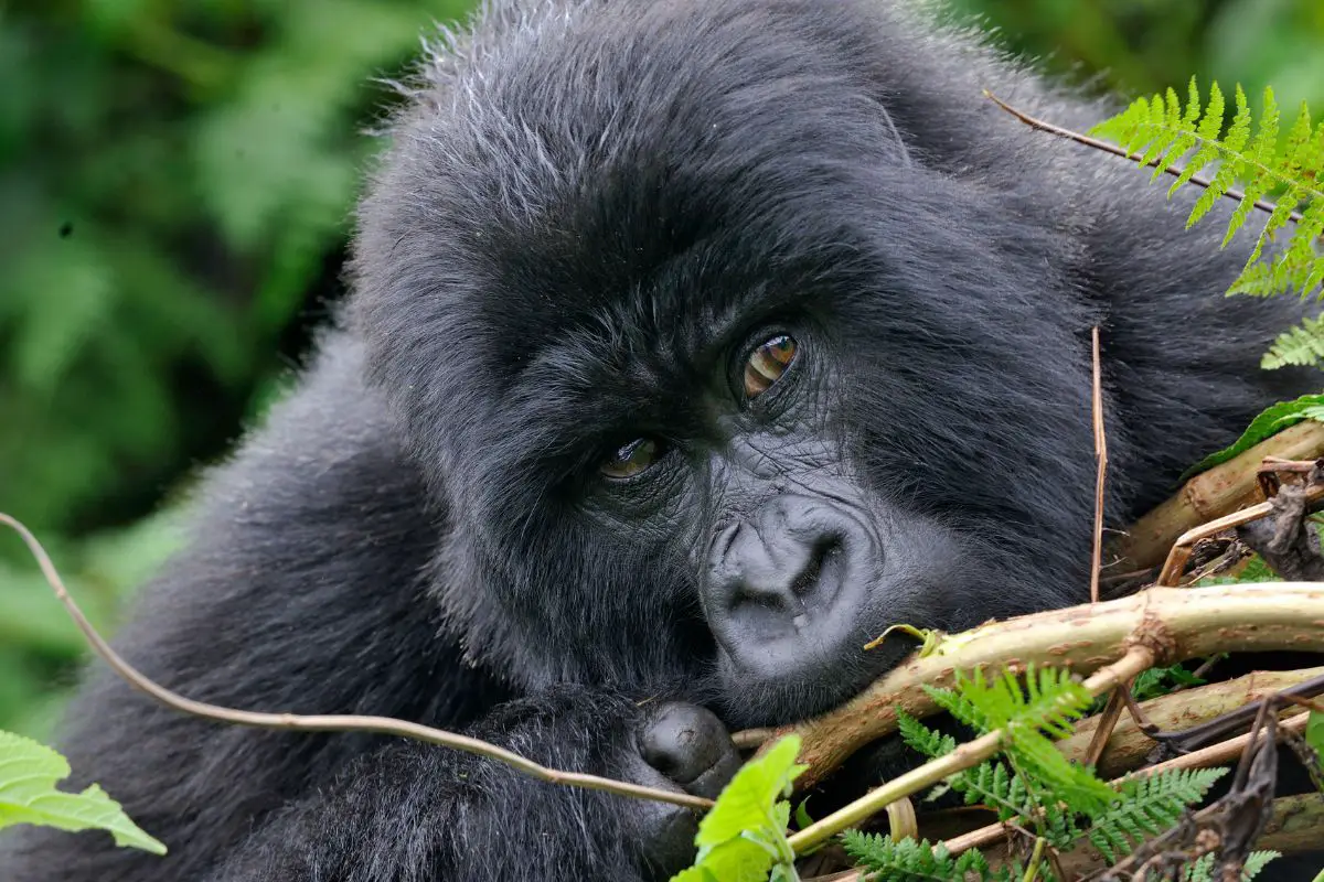 Mountain Gorilla in national park of Rwanda.