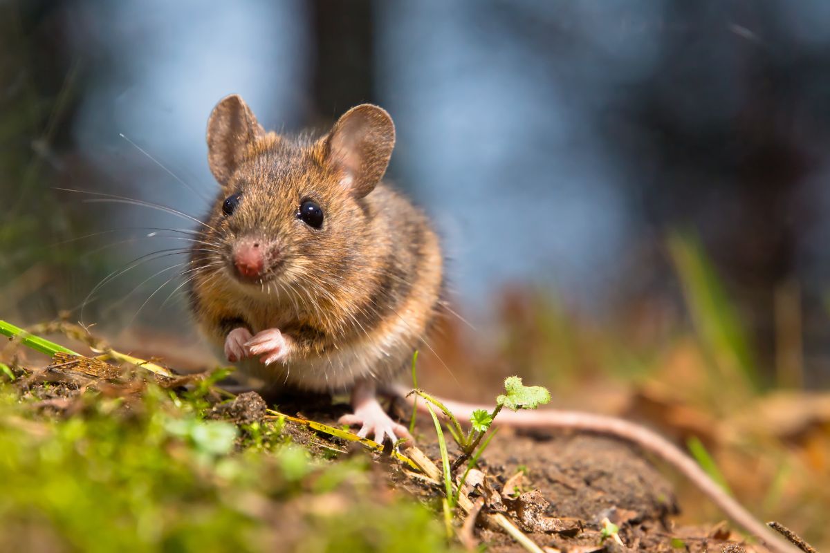 Mouse sitting on the forest floor.