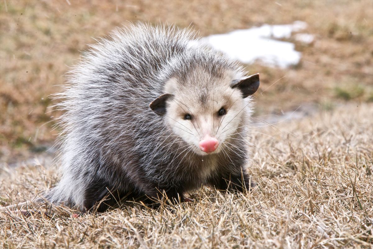 Opossum looks straight into the camera.