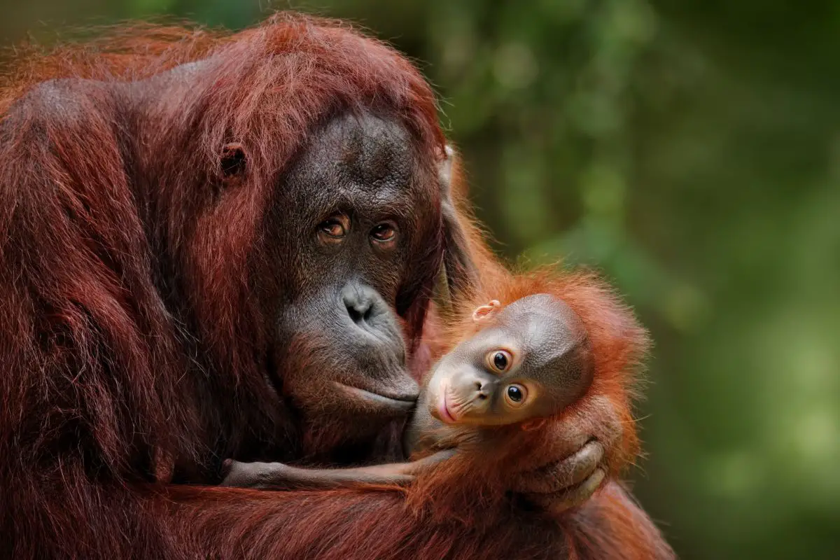 Orangutan mother with child in nature.