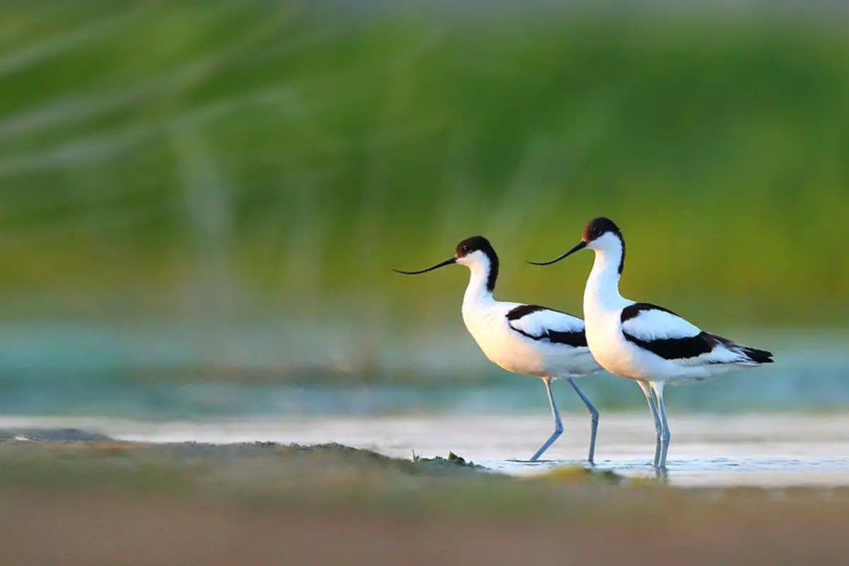 A portrait shot of two Pied Avocets.
