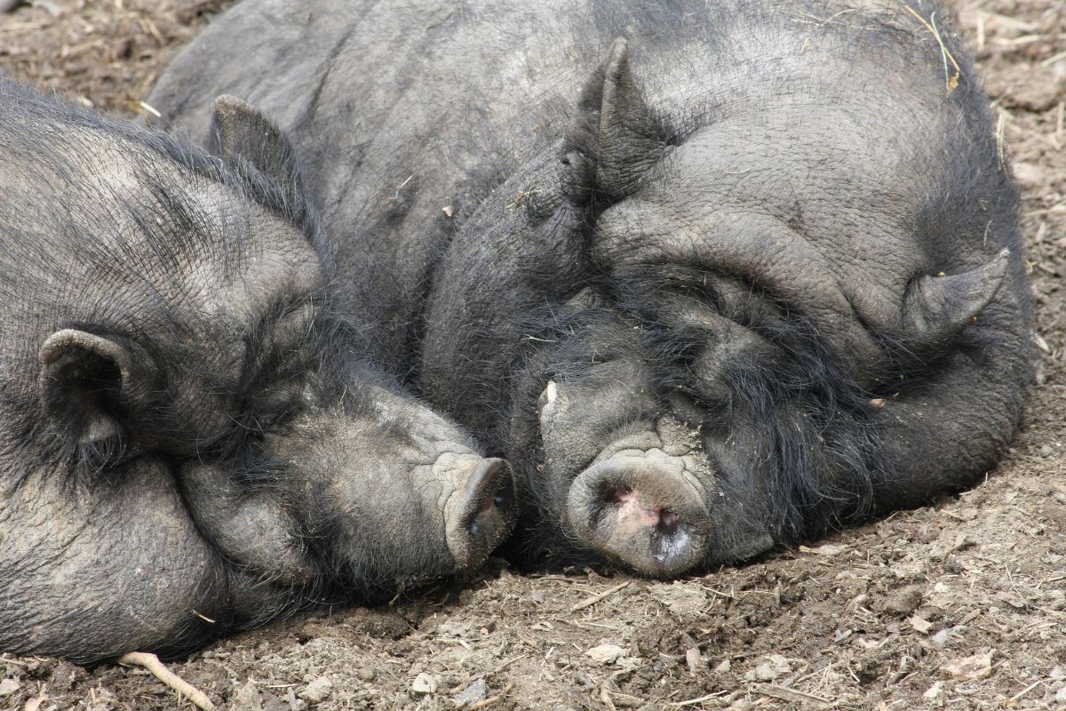 Pot-bellied Pig lying besides each other sleeping.