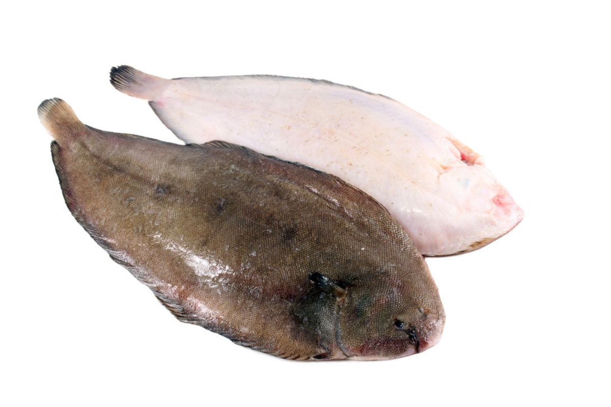 Sole fish, flounder, isolated on white.