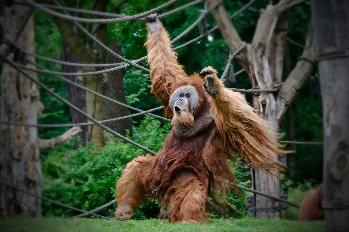 Sumatra Orangutan standing on the green grass.
