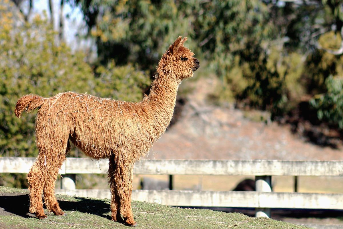 Suri Llama standing on a green grass.