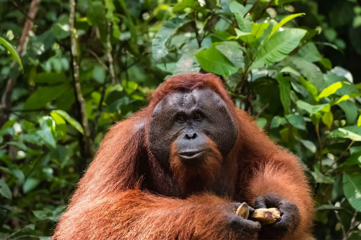 Tapanuli Orangutan in the nature holding bananas.