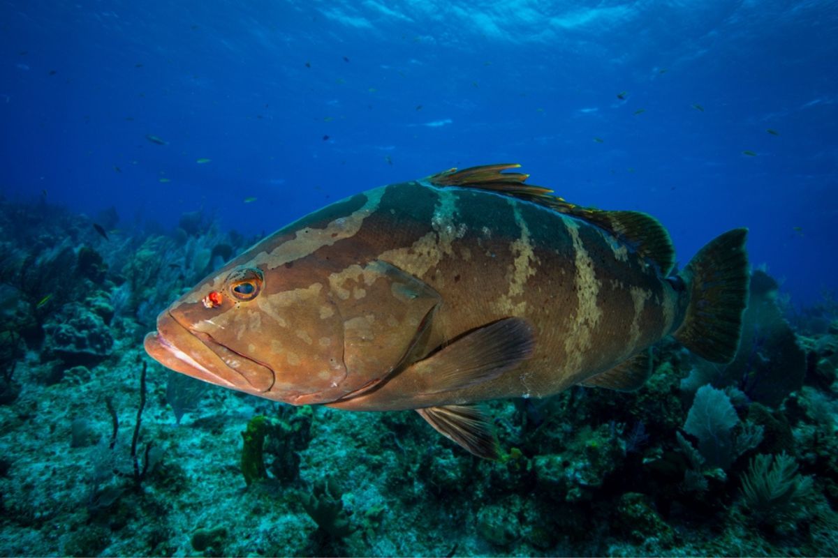 Nassau Grouper swimming underwater at Little Cayman in the Caribbean.