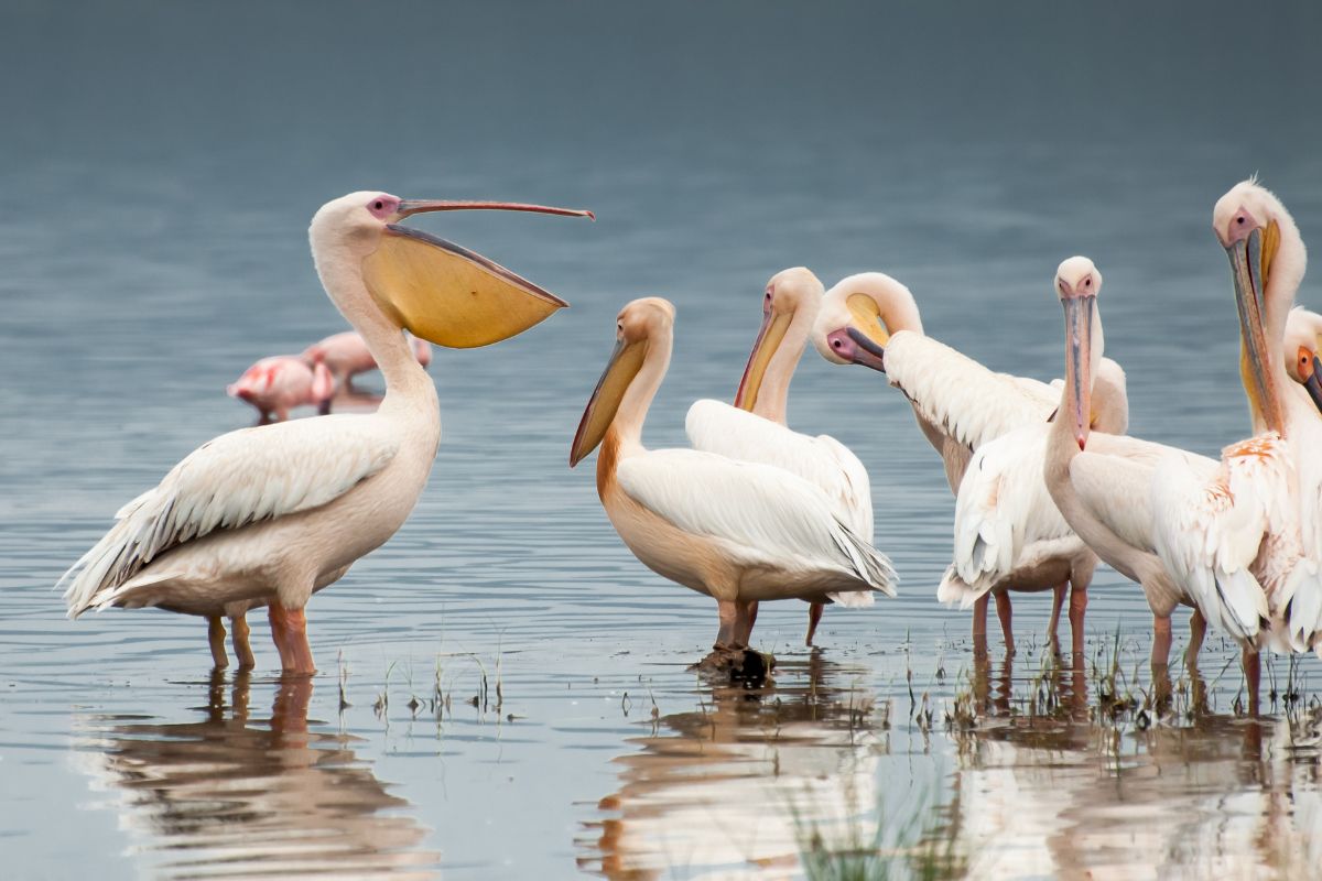 A group of pelicans on the shore.