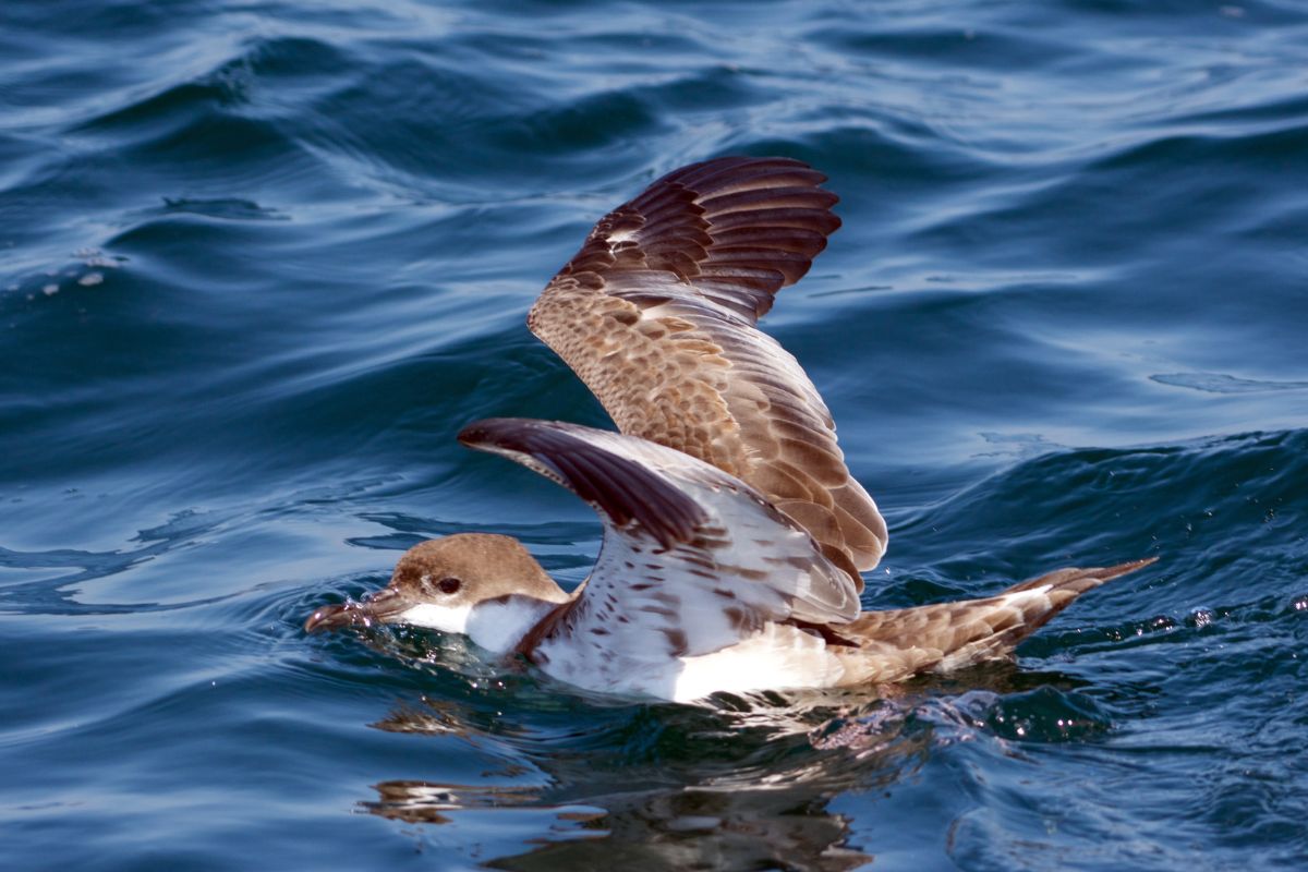 A shearwater in Penobscot bay off the coast of Maine.