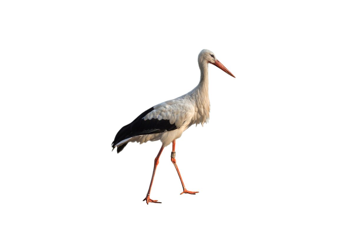 A stork with a ring on a white background.