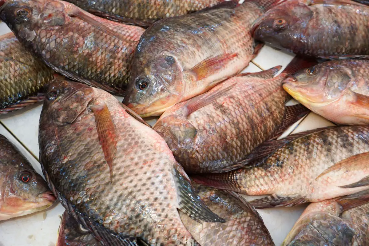 Tilapia fishes on the market.