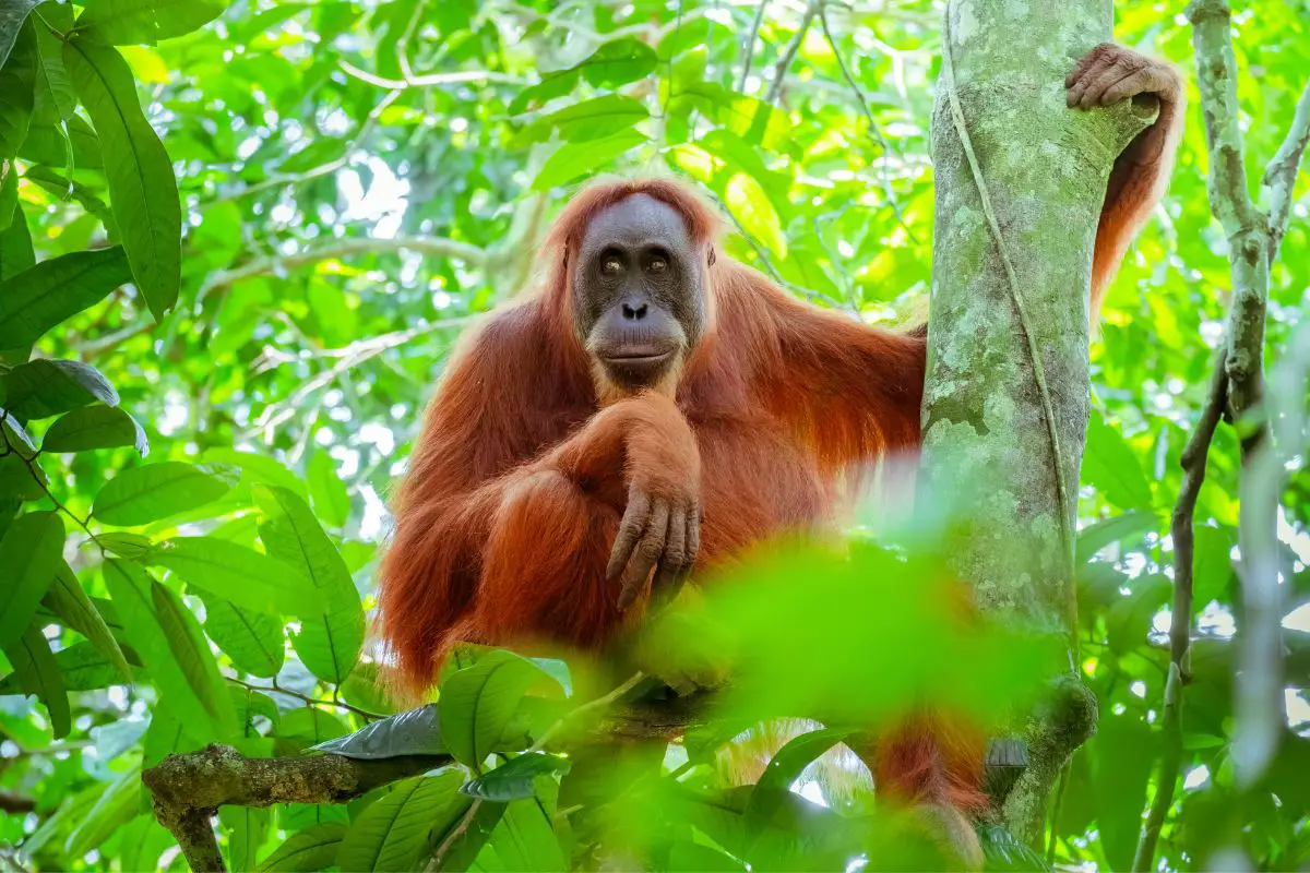 Female Western Orangutan sitting at tree trunk.