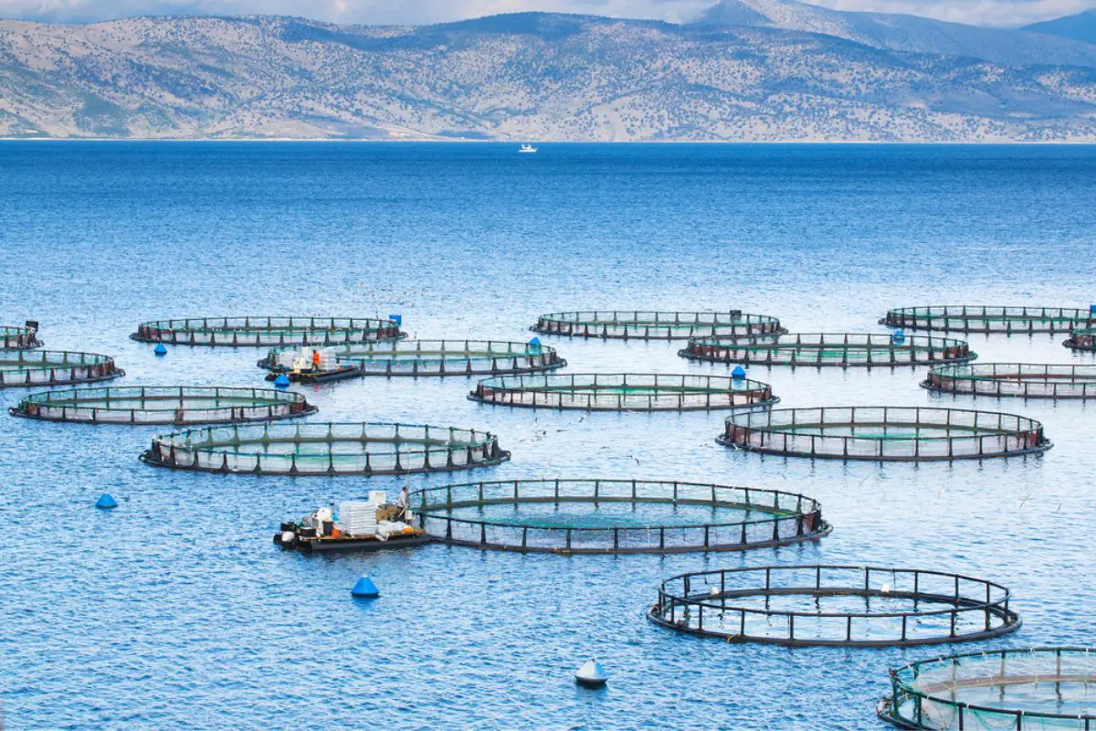 Sea fish farm, cages for fish farming dorado and seabass.