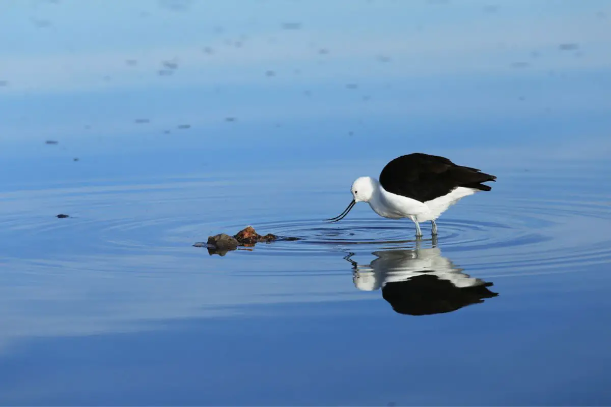 Andean avocet bird at a Calm shallow lake,