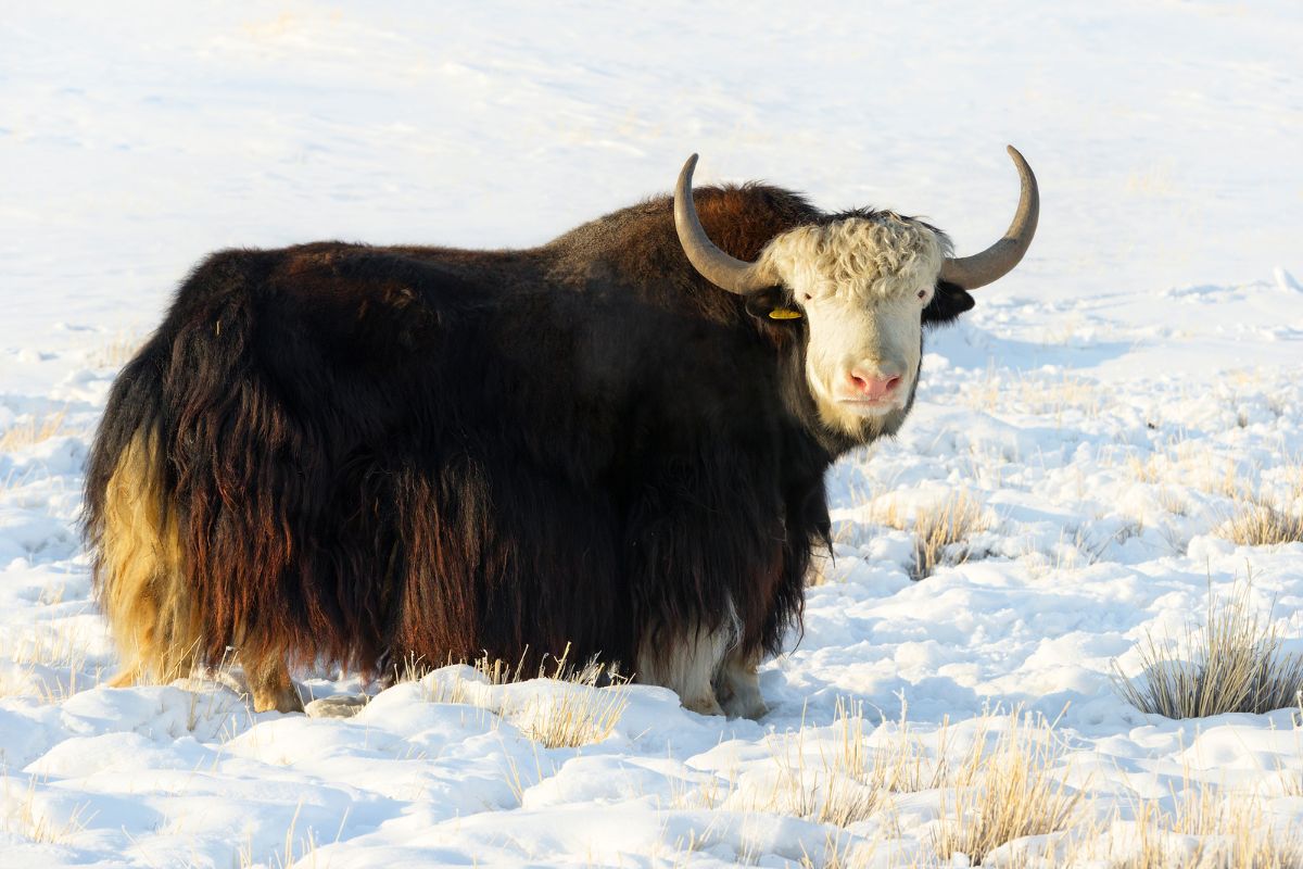 Yak in a snow highland steppe.