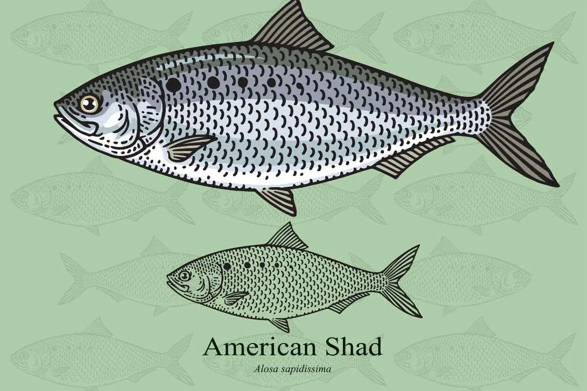 American (Atlantic) Shad illustration.
