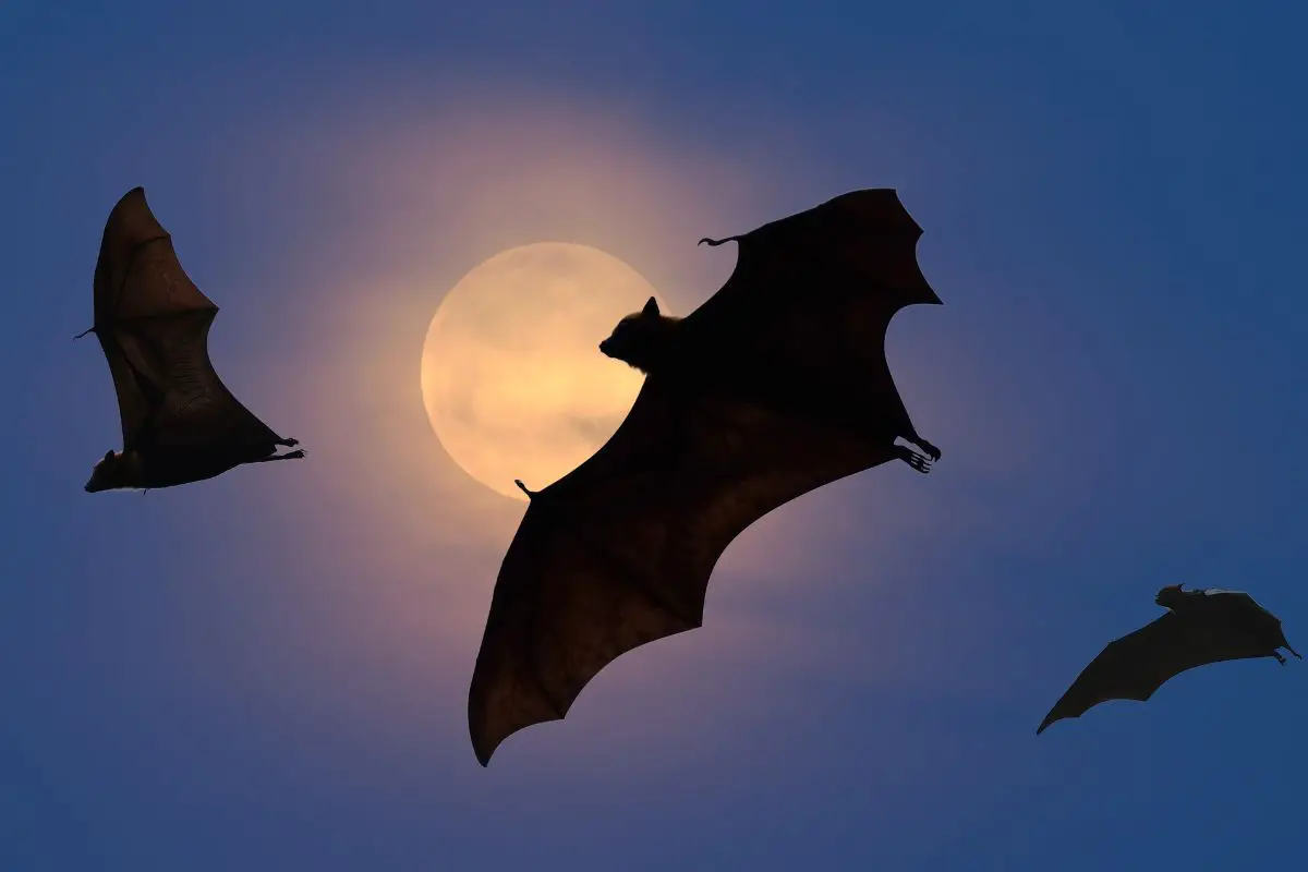 Bats flying at night.