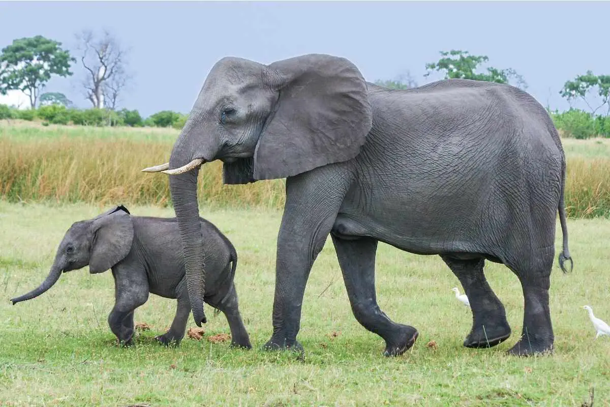 African bush Elephants on the green grass.