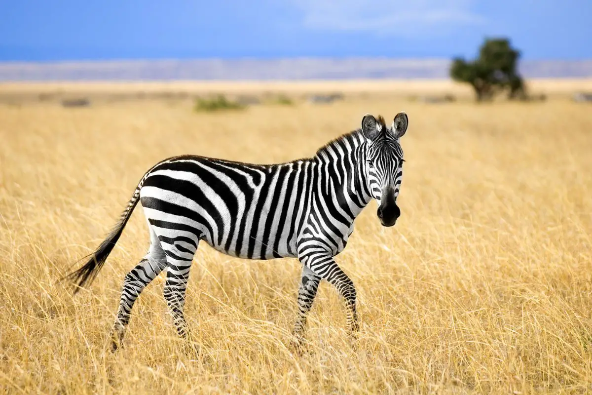 15 Animals Similar to Zebras - NatureNibble