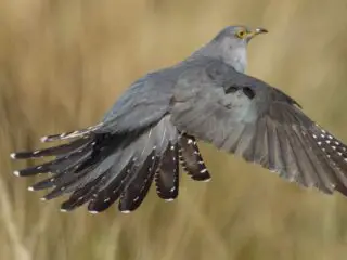 Close-up shot Cuckoos in flight.