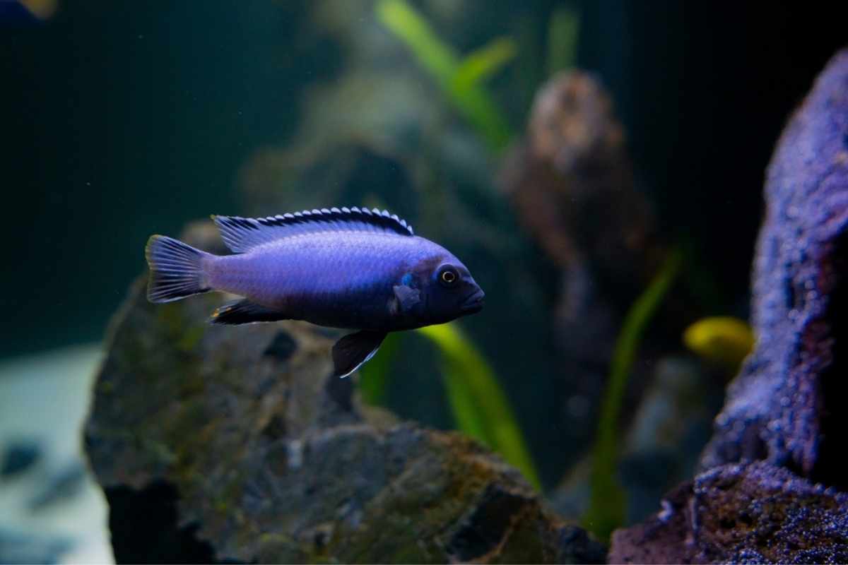 Cichlid colorful fish in aquarium.