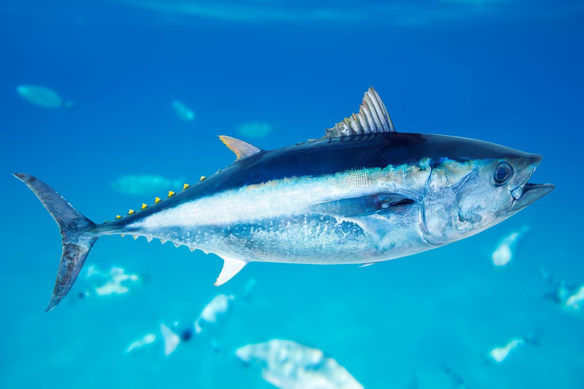 Bluefin Tuna a salt water fish.