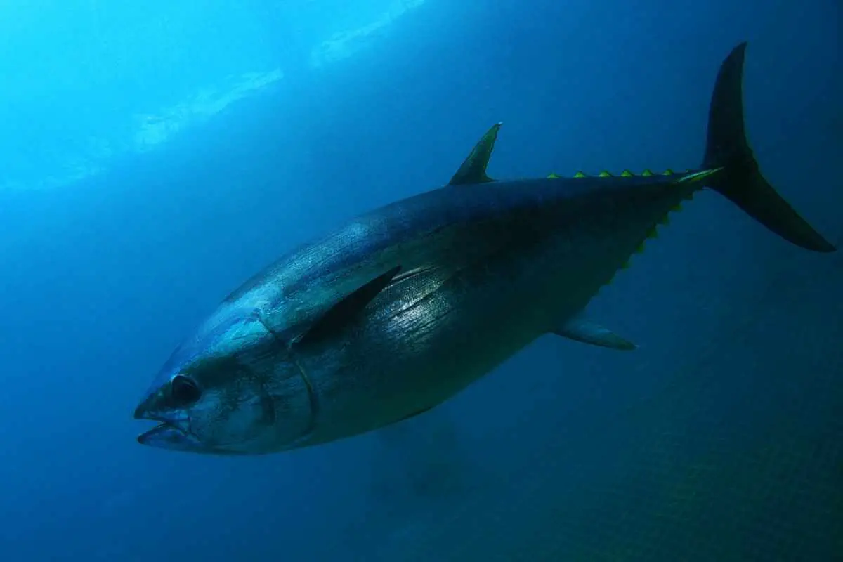 Bluefin tuna swimming inside the tuna farm nets.