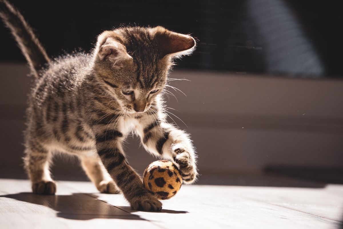 A cat playing ball.