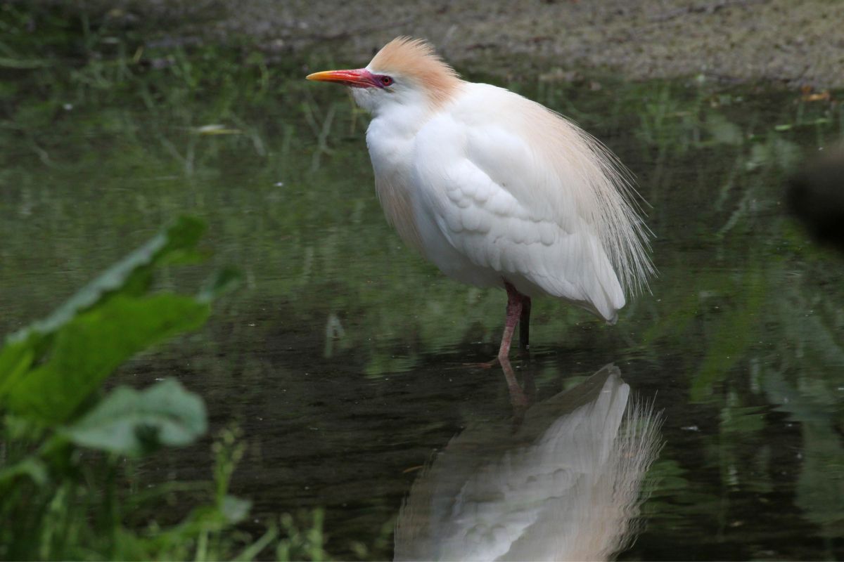 Cattle Egret at the water.