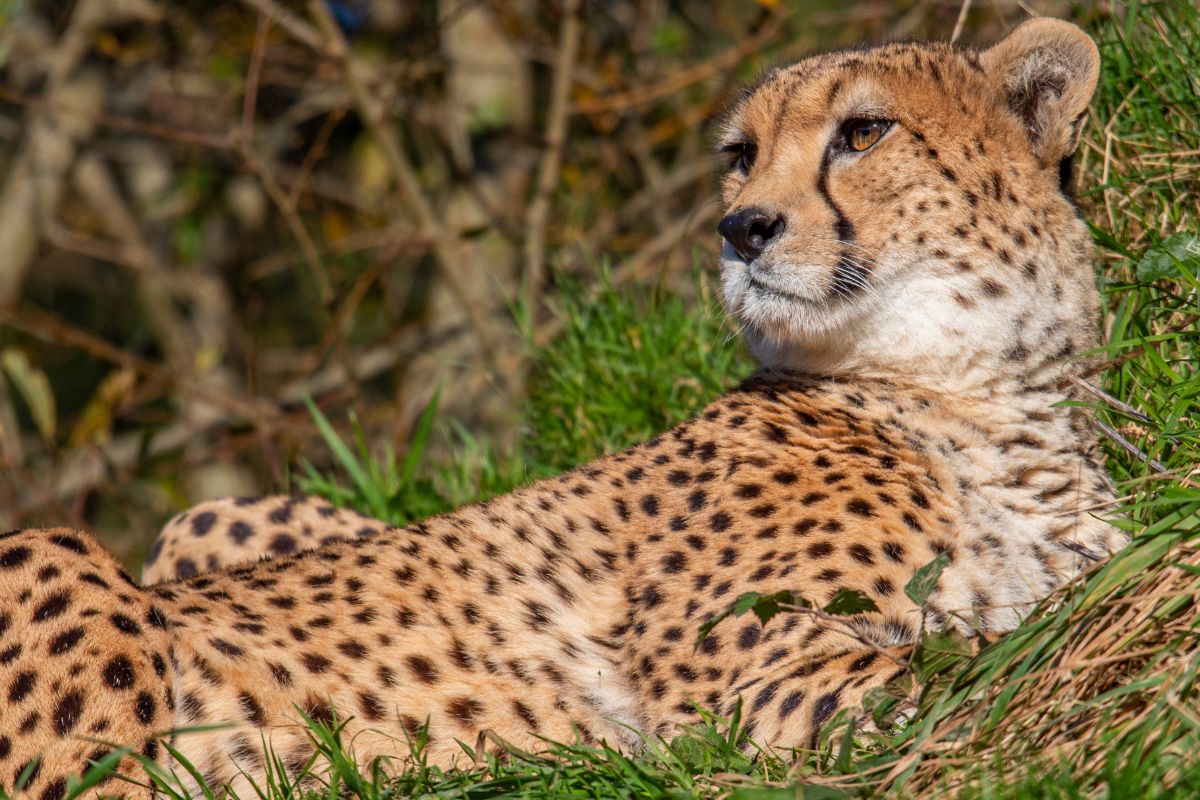 Cheetah (Acinonyx jubatus) in the green grass.