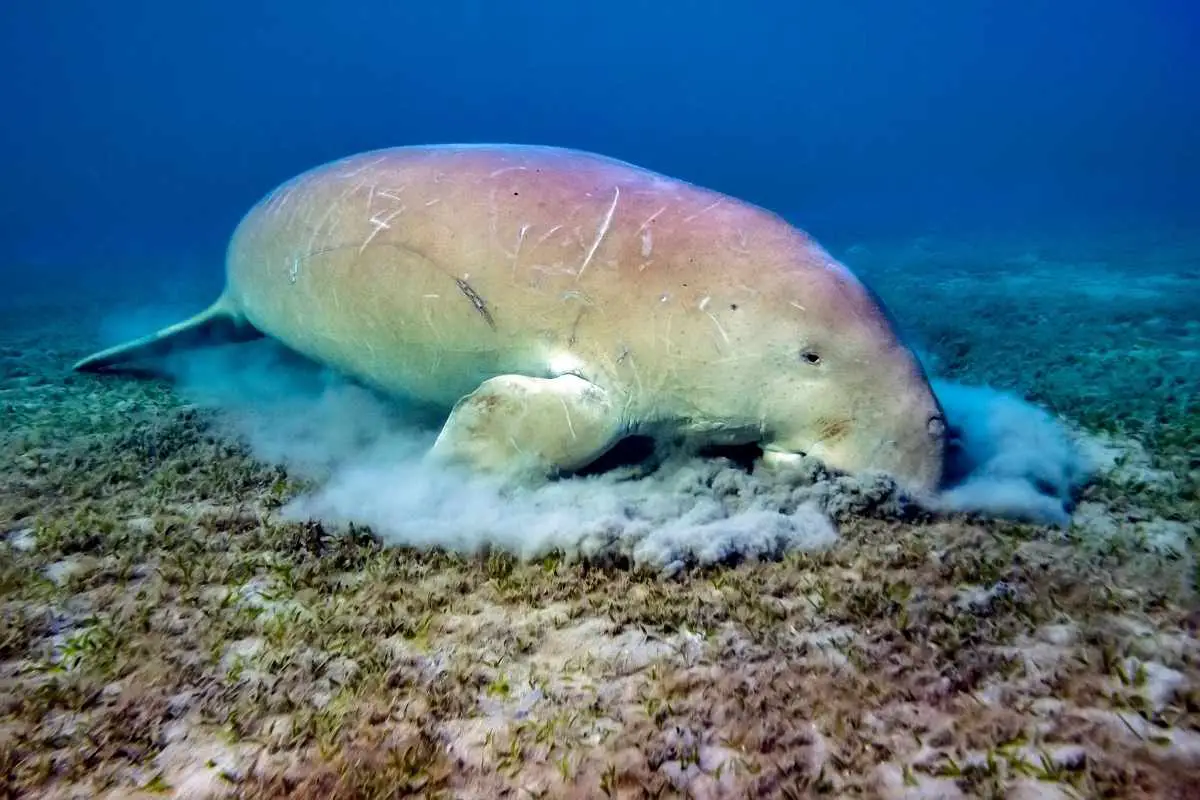 Dugong eating sea grass from sea floor.