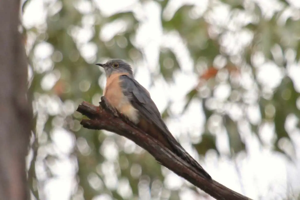 Fan-tailed Cuckoo and striped fan tail.
