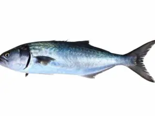 Bluefish fish Pomatomus Saltatrix Jack isolated on white.