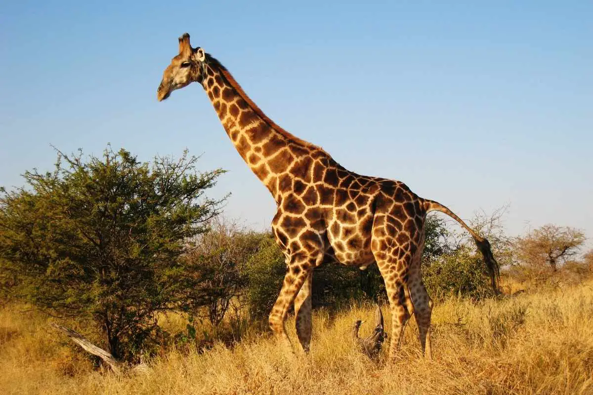 Giraffe walking on the grass in Africa.