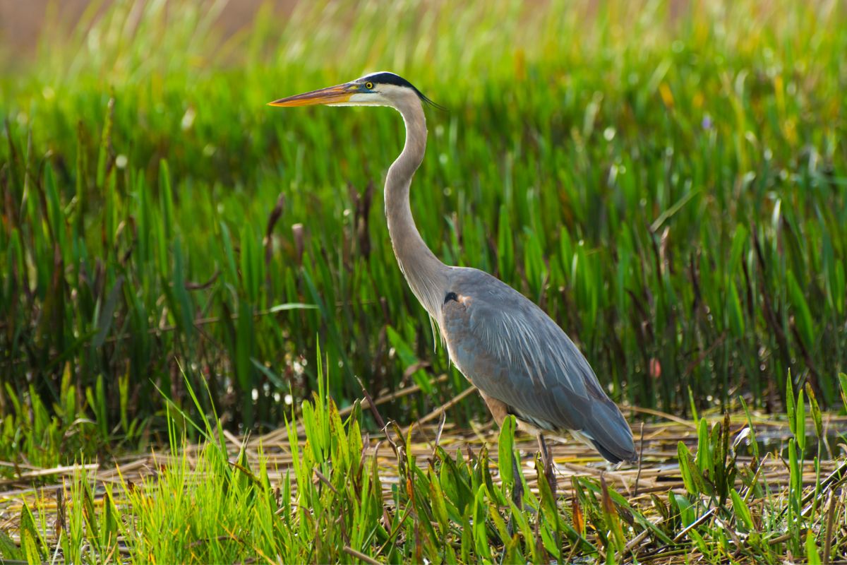 Great Blue Heron standing in the marsh.