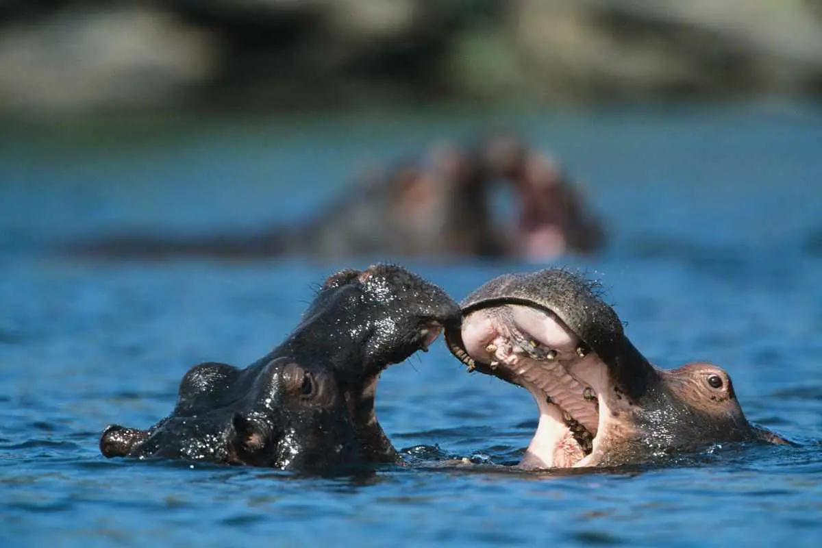 Two Hippopotami bathing in water hole.