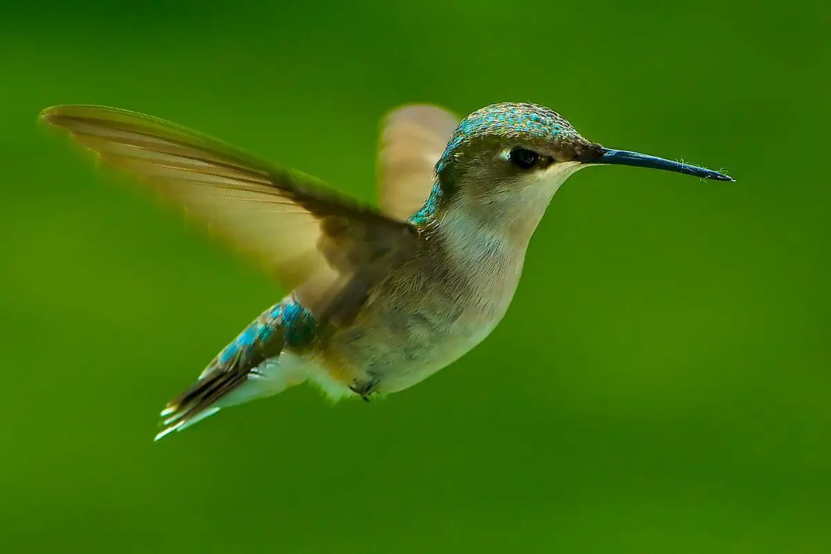 Close-up shot of Hummingbird.