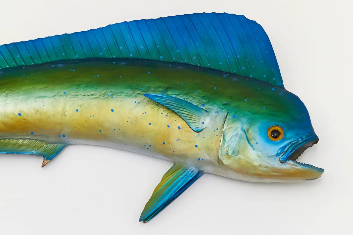 Mahi Mahi on a white background.
