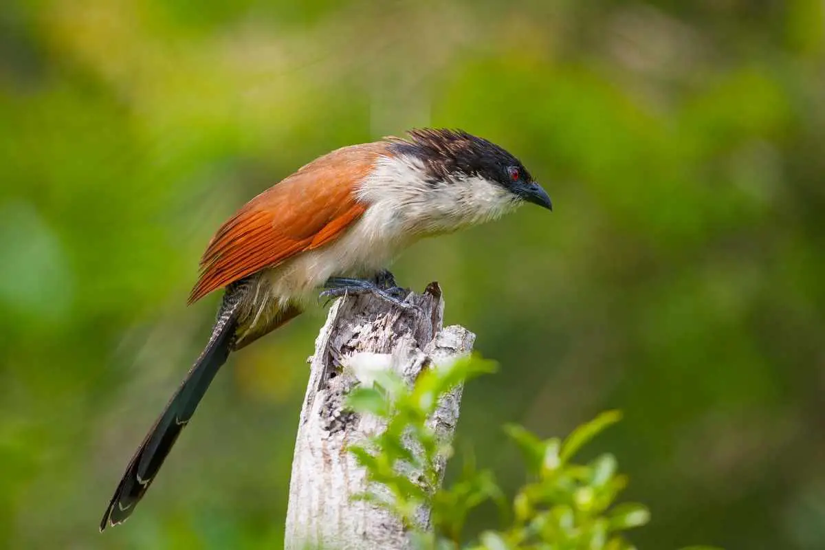Portrait shot of Malagasy Coucal sits on the wood.