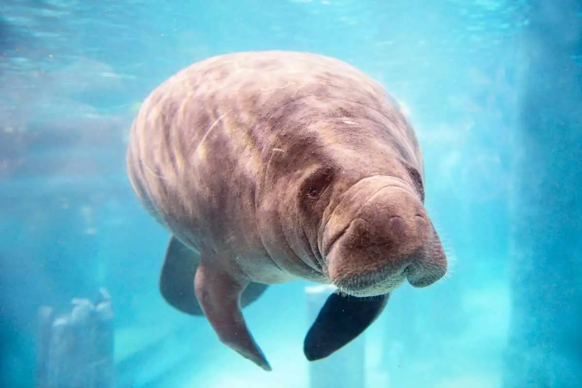 Manatee on the water, close-up.