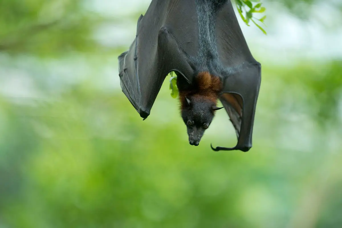 12 Animals Similar to Bats - NatureNibble