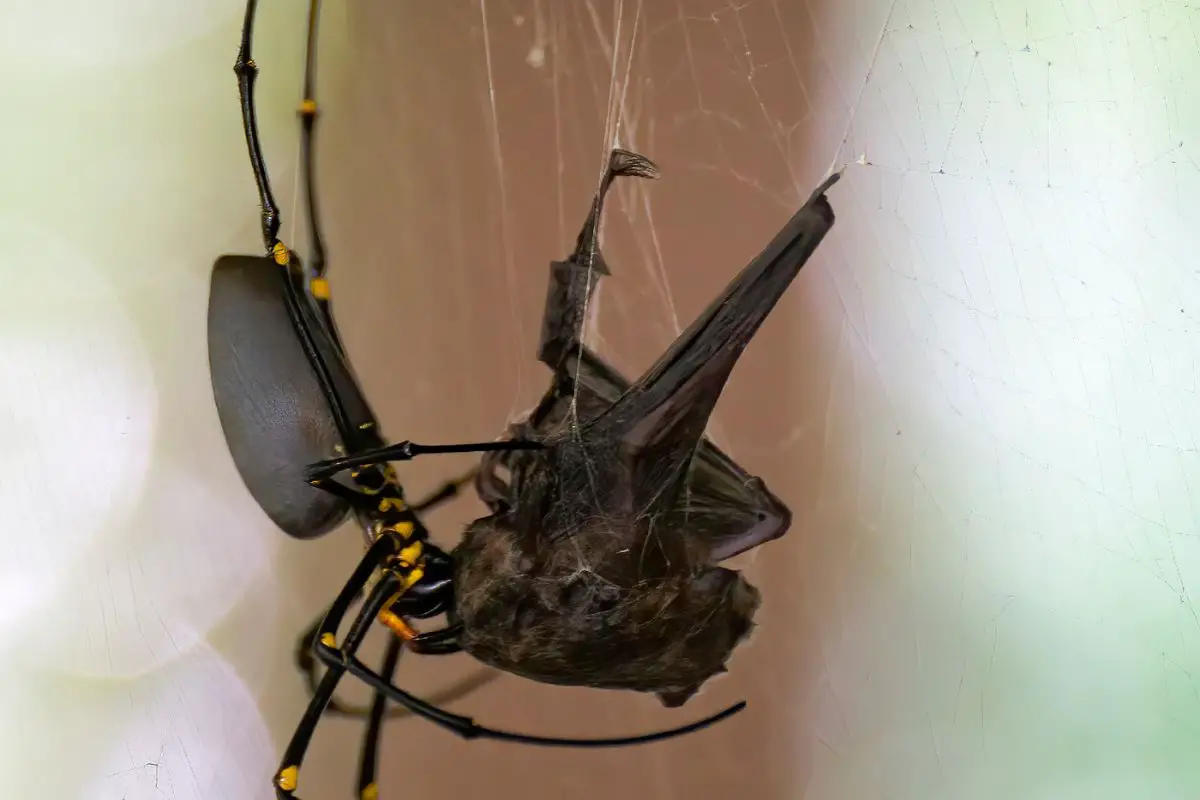 A spider attacking microbat.