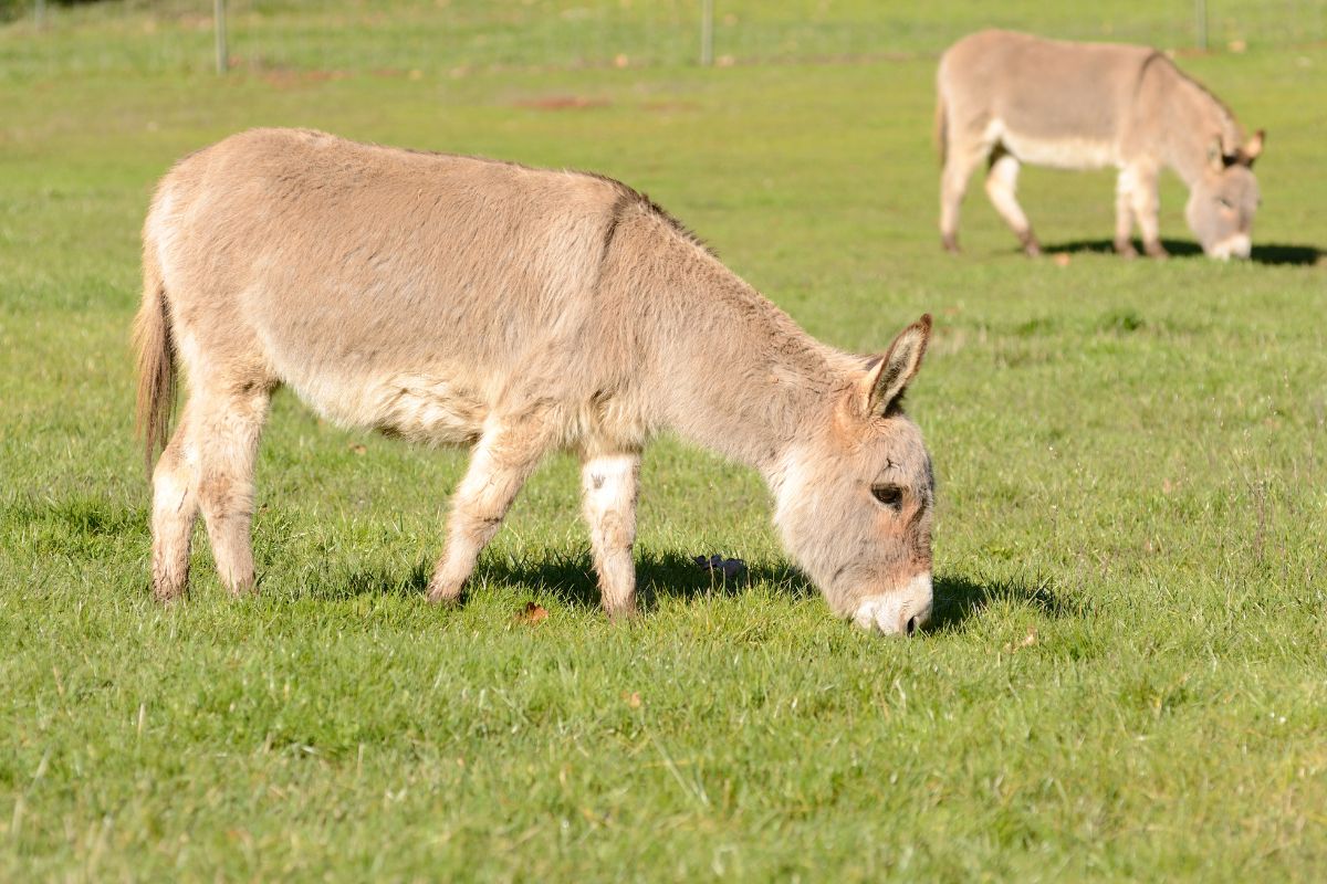 Miniature Donkeys grazing on new grass in a pasture.