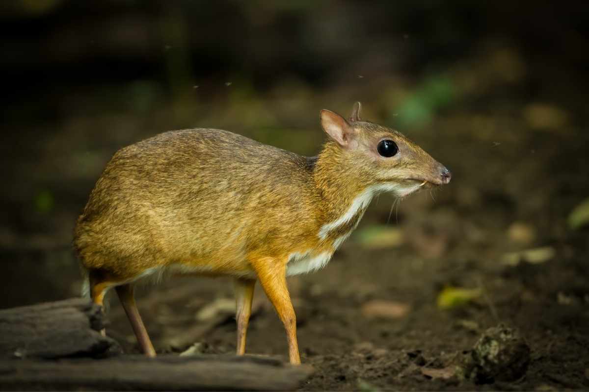 Mouse Deer in wild nature of Thailand.