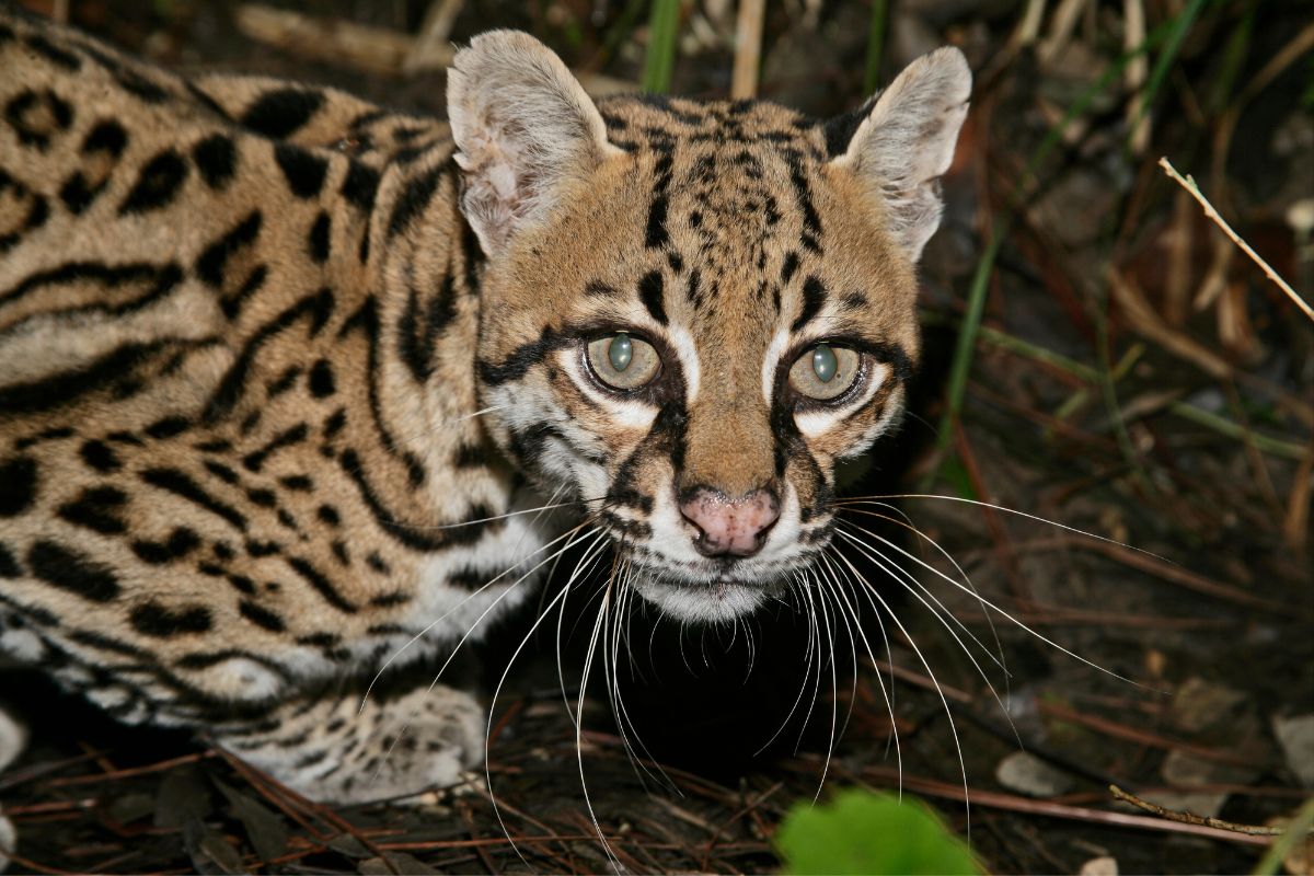 Ocelot (Leopardus pardalis) single cat in Belize.