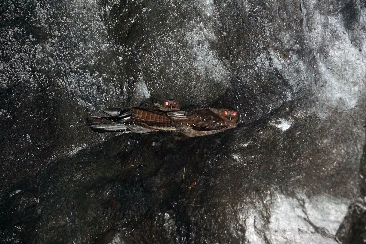Oilbirds on a nest in a cave.